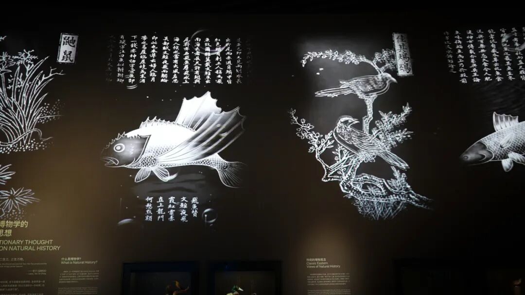 标本+数字光影融合，光峰工程投影点亮深圳自然博物馆-视听圈